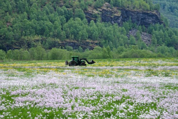 Scenes from the area around Flåm.